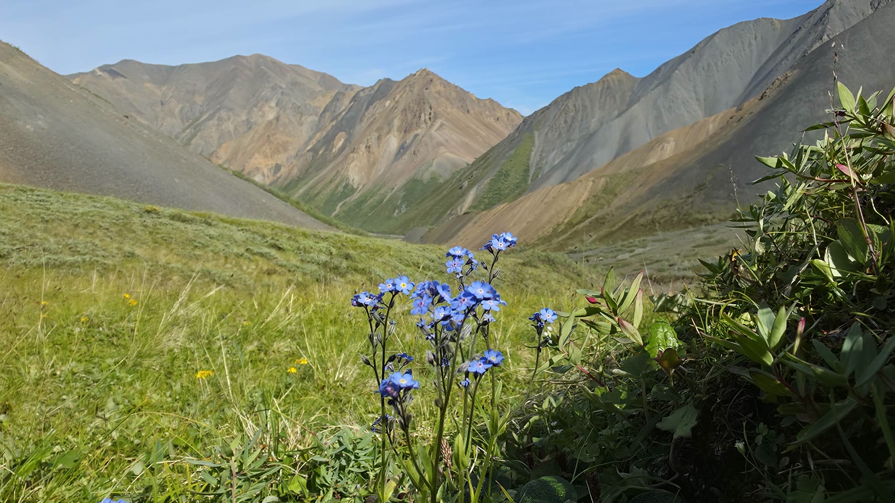 Alpine forget-me-nots in sharp focus with mountains behind them, both held clearly in the same frame.
