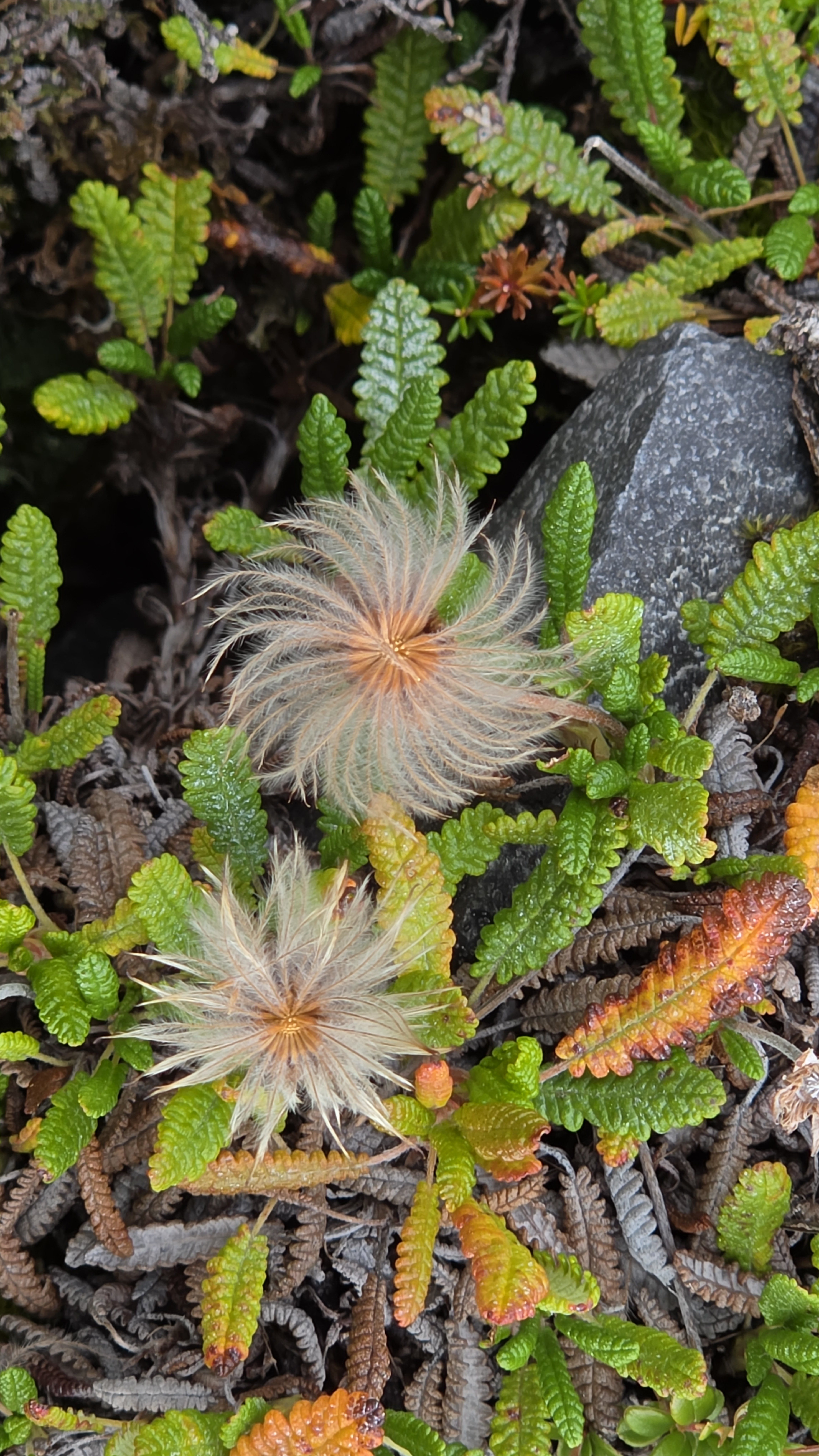 Seed heads of mountain avens curled into pale spirals in autumn light.