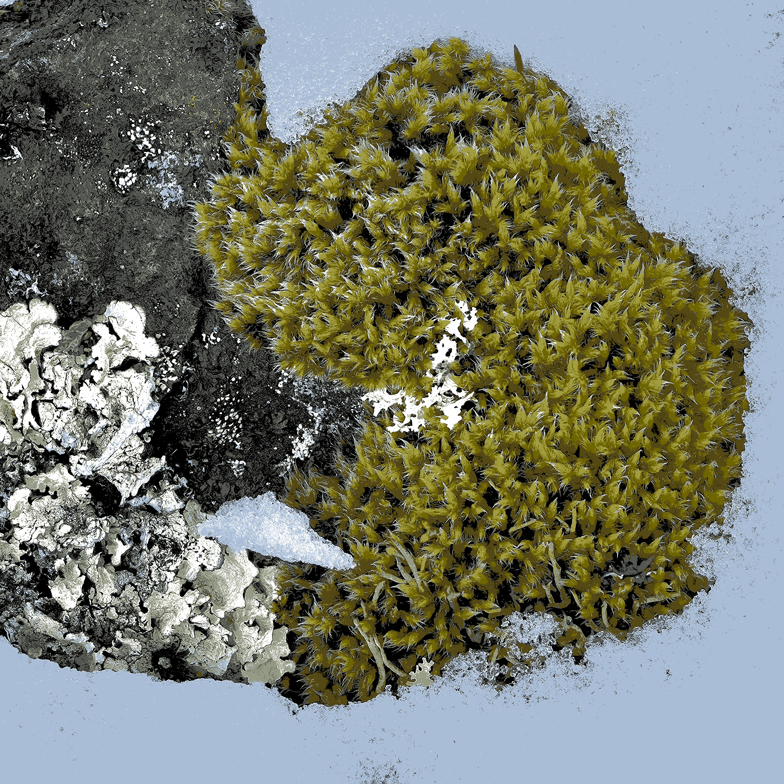 Spring moss, the artwork for episode 1 of Elsewhere, Slowly