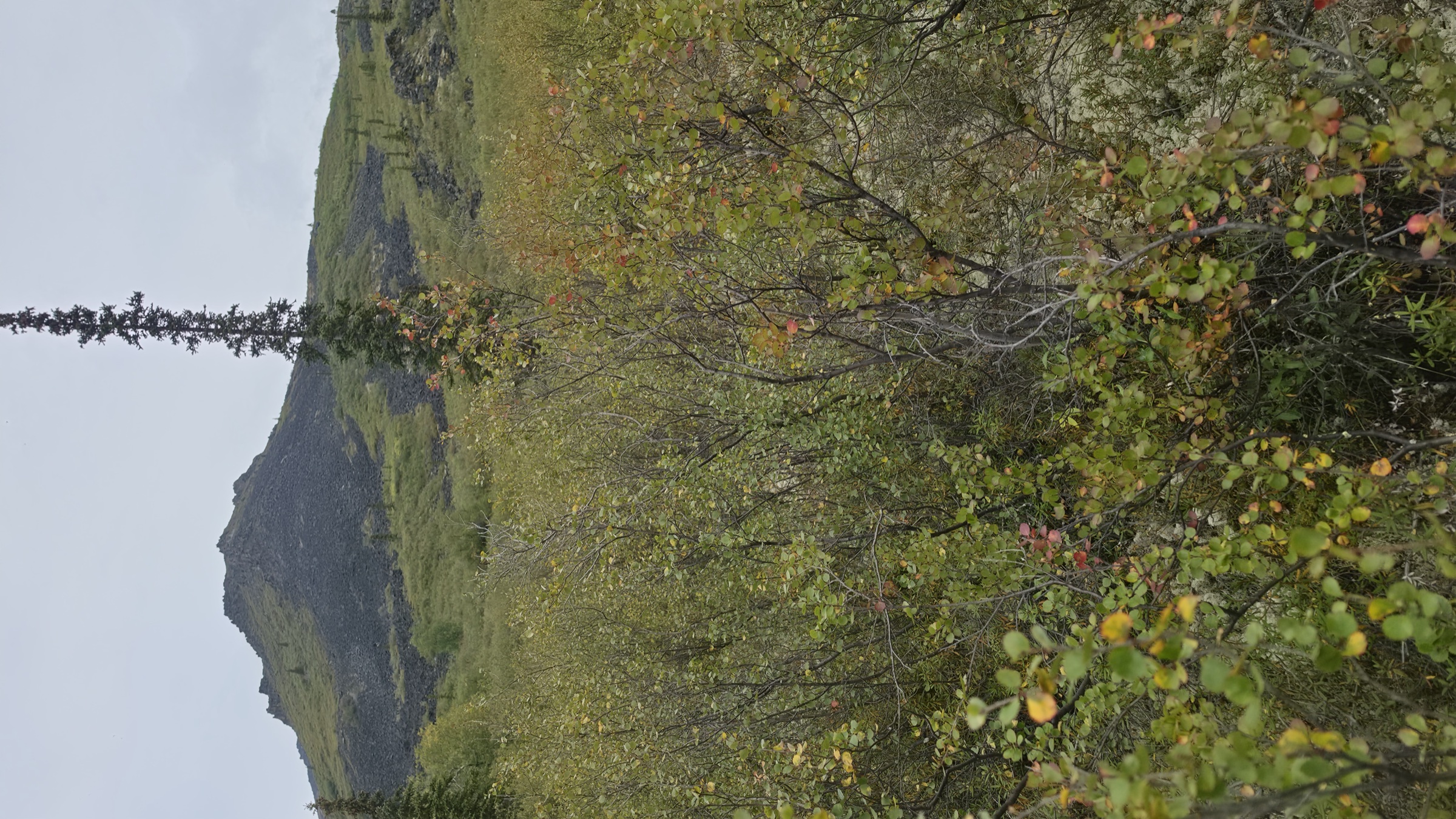 Dense willow and shrub growth reaching above head height on the approach to the ridge.