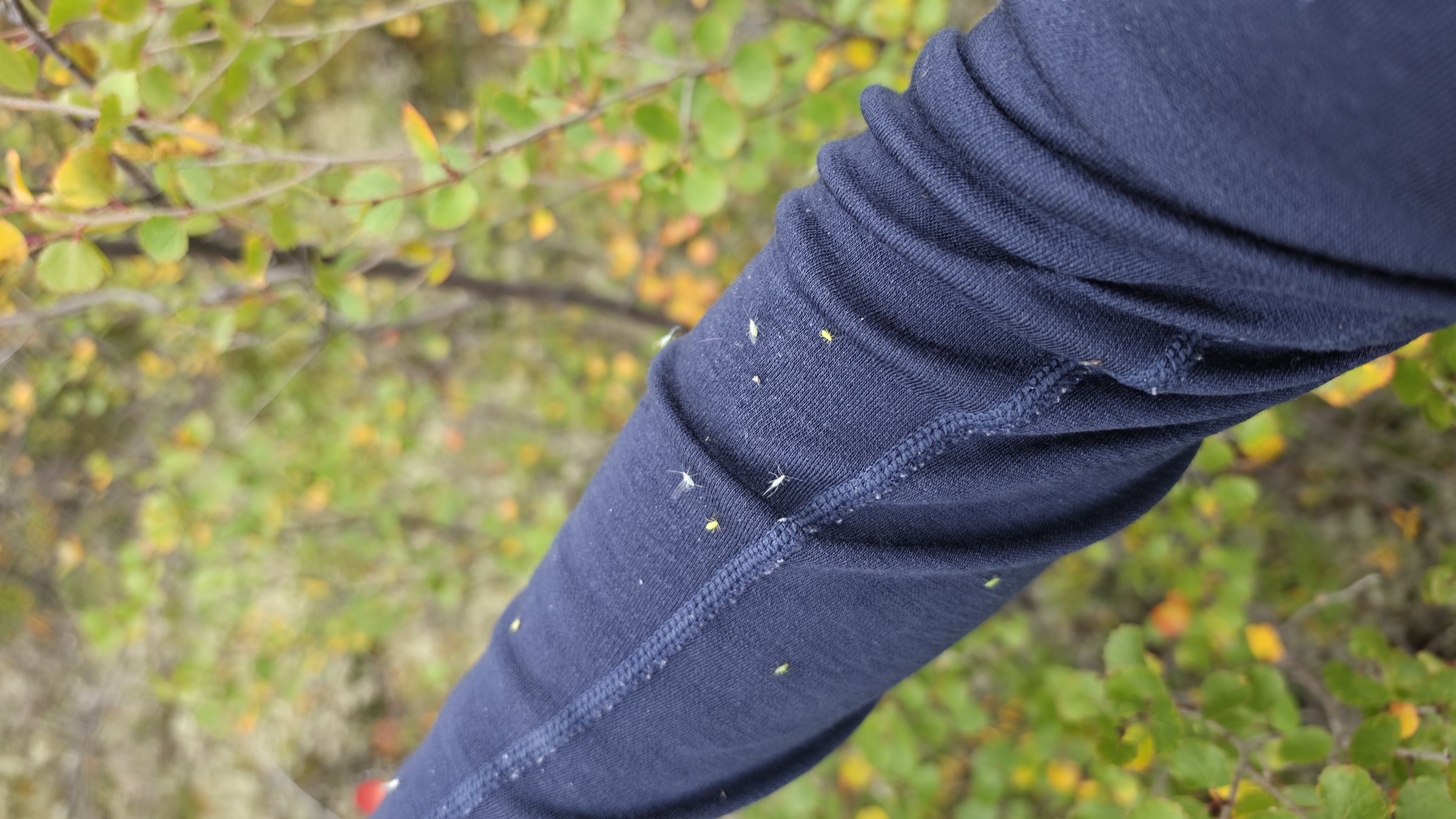 Several small aphids, white and green with traces of yellow, clustered on a blue long sleeve.