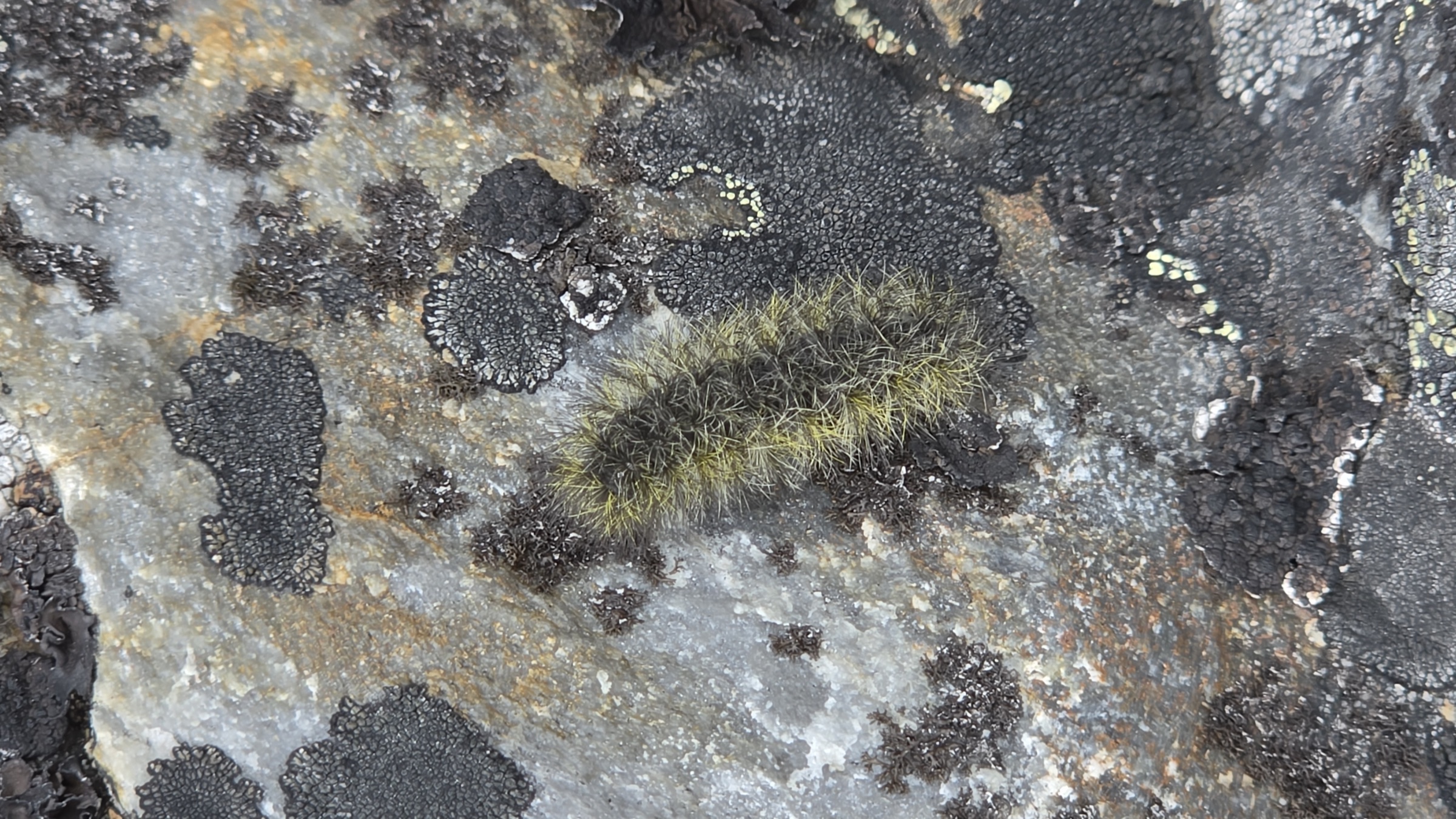 A dark green furry caterpillar resting on rock, almost the same colour as the stone beneath it.