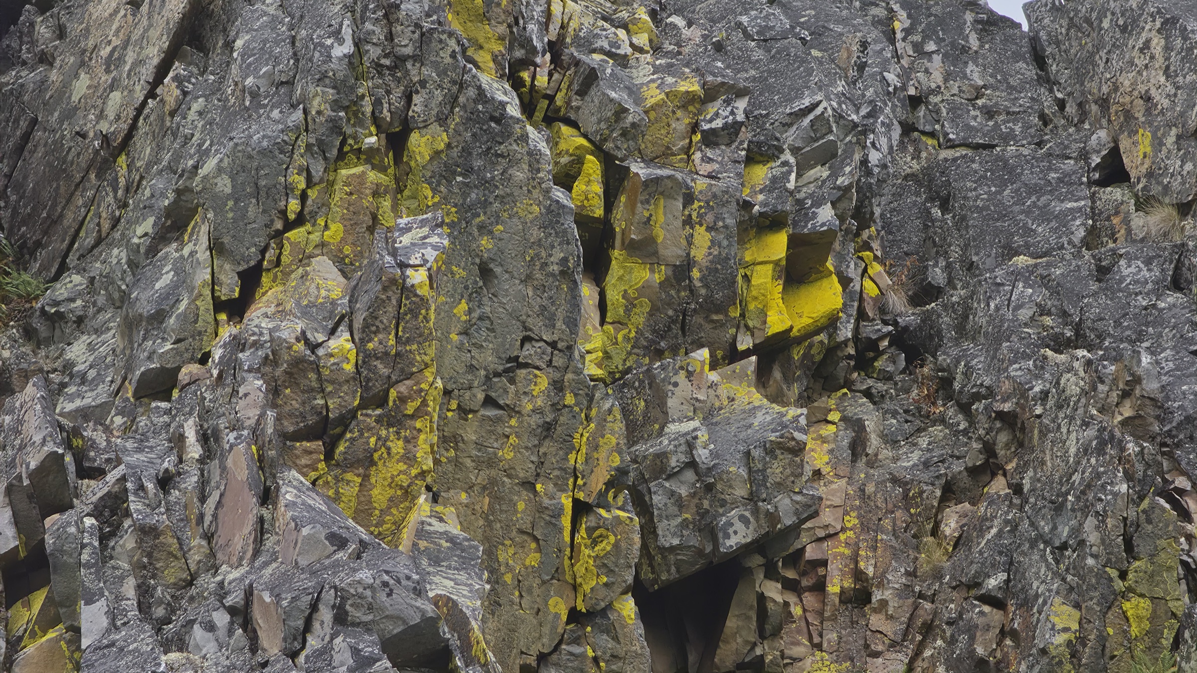 Vivid yellow lichen growing in circular pads across a fractured grey rock wall.